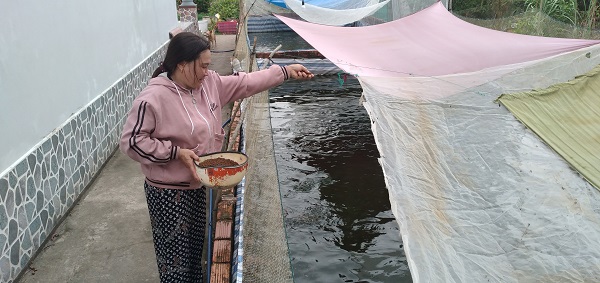 Đào ao trong vườn nuôi cá rô đồng dày đặc, một chị nông dân Cà Mau nuôi không kịp cho thương lái mua - Ảnh 1.