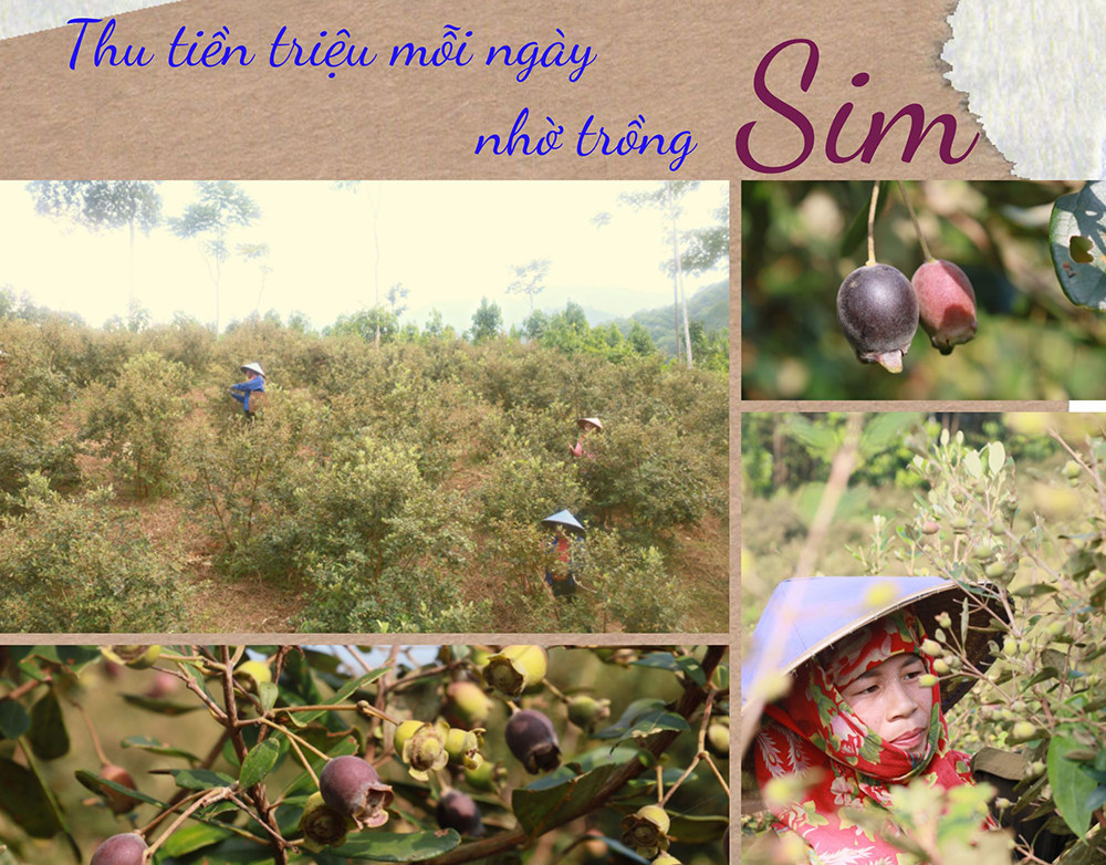 Lào Cai: Chặt bỏ bồ đề, mua 3.000 cây sim giống về trồng thành rừng, ai ngờ thu tiền triệu mỗi ngày - Ảnh 1.