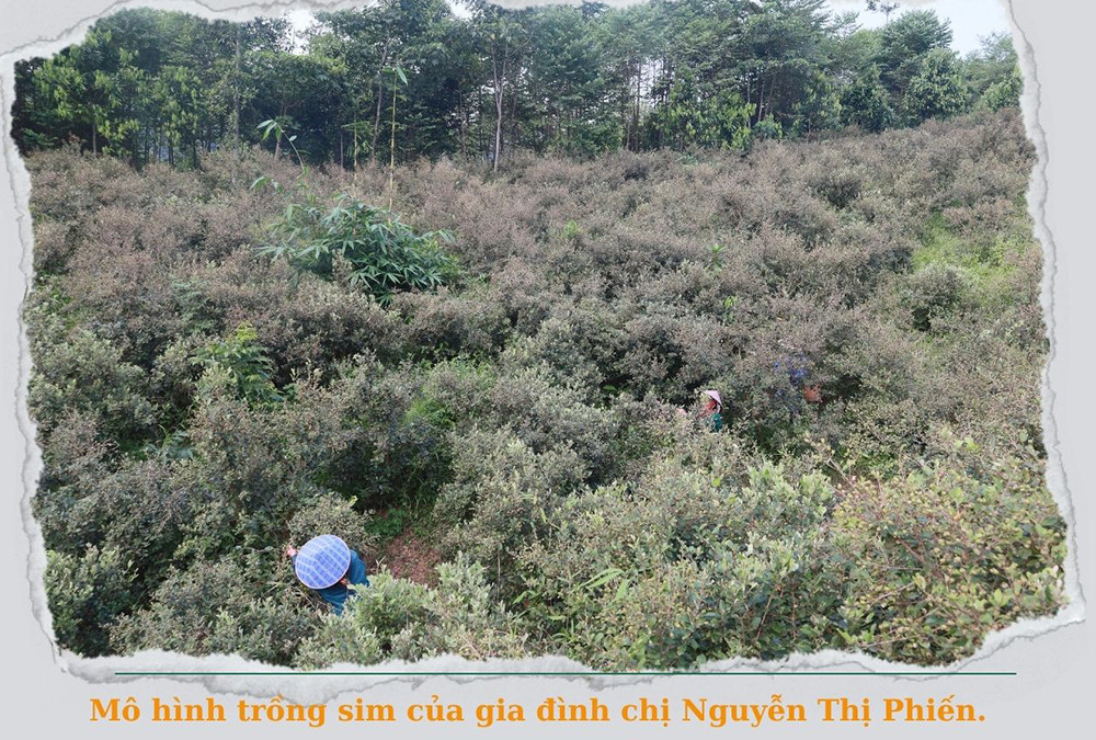 Hiệu quả kinh tế từ mô hình trồng cây sim rừng lấy quả tại Quảng Ninh VIỆN  NGHIÊN CỨU VÀ PHÁT TRIỂN VÙNG