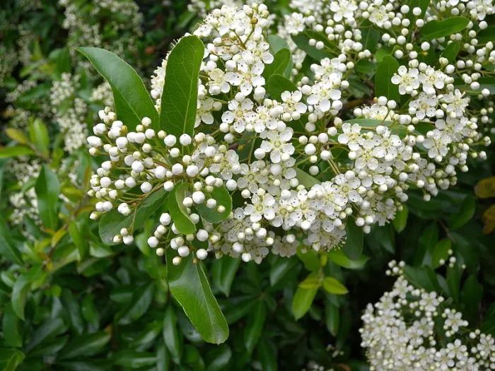 Phát cuồng với cây cảnh hoa trắng như tuyết, quả đỏ như máu, trồng trong nhà lộc lá quanh năm - Ảnh 2.