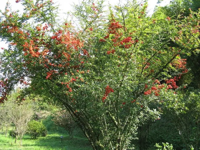 Phát cuồng với cây cảnh hoa trắng như tuyết, quả đỏ như máu, trồng trong nhà lộc lá quanh năm - Ảnh 3.