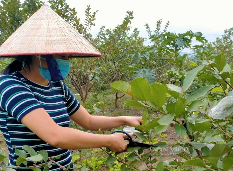 Trồng giống ổi lê Đài Loan nông dân Ninh Bình thu 20 triệu đồng/sào - Ảnh 3.