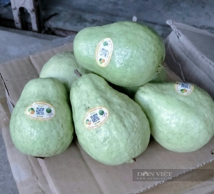 Trồng giống ổi lê Đài Loan nông dân Ninh Bình thu 20 triệu đồng/sào - Ảnh 4.
