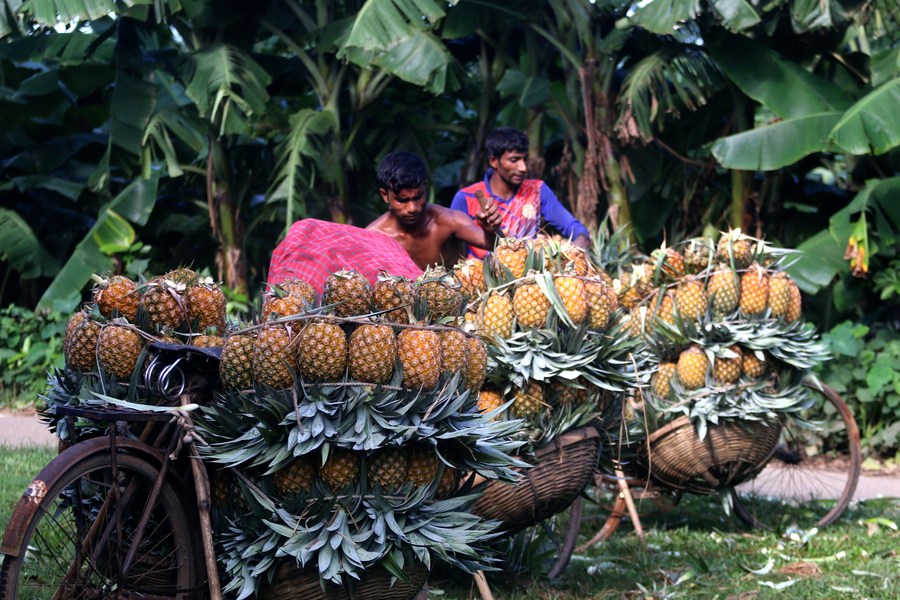 Nông dân Bangladesh phấn khởi thu hoạch trái vàng ruộm lắm mắt nhiều chất dinh dưỡng cực tốt cho sức khỏe - Ảnh 2.