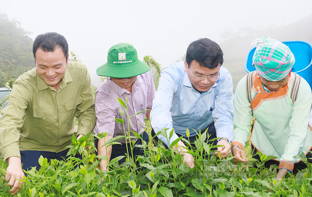 Bí thư Tỉnh ủy Lào Cai Đặng Xuân Phong: &quot;Mục tiêu cuối cùng là người dân làm giàu được từ trồng chè&quot; - Ảnh 6.