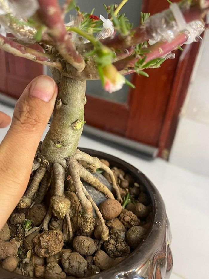 Cây hoa mười giờ bonsai có gốc to như ngón tay cái được dân Việt xuống tiền hơn nửa triệu để có bằng được - Ảnh 2.