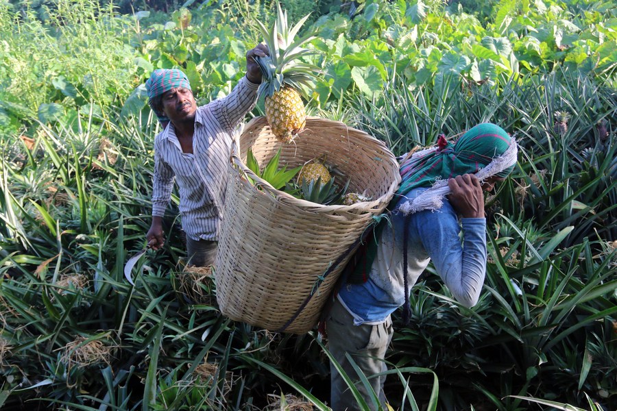 Nông dân Bangladesh phấn khởi thu hoạch trái vàng ruộm lắm mắt nhiều chất dinh dưỡng cực tốt cho sức khỏe - Ảnh 4.