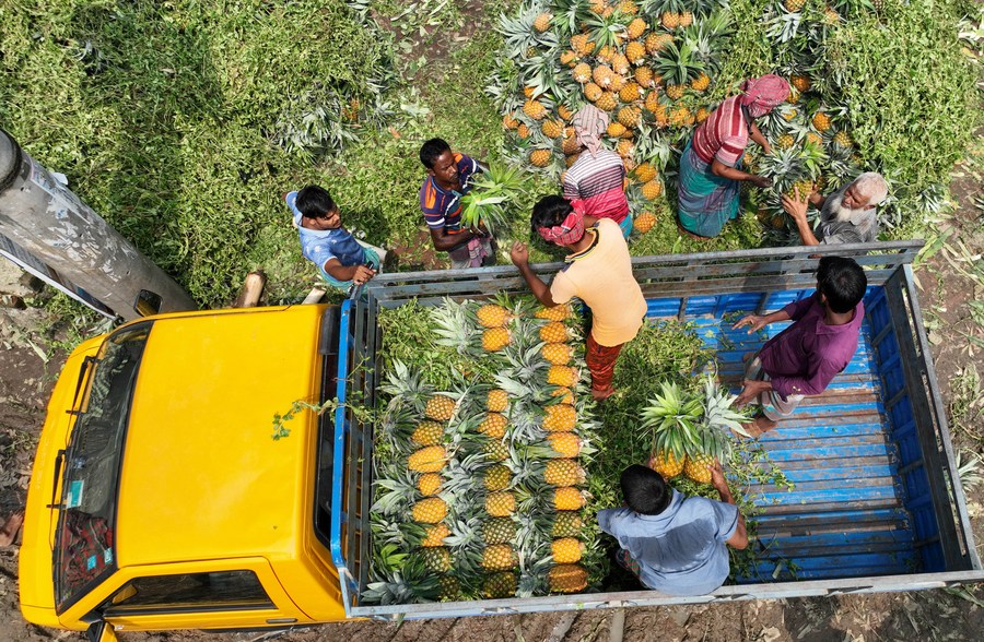 Nông dân Bangladesh phấn khởi thu hoạch trái vàng ruộm lắm mắt nhiều chất dinh dưỡng cực tốt cho sức khỏe - Ảnh 6.