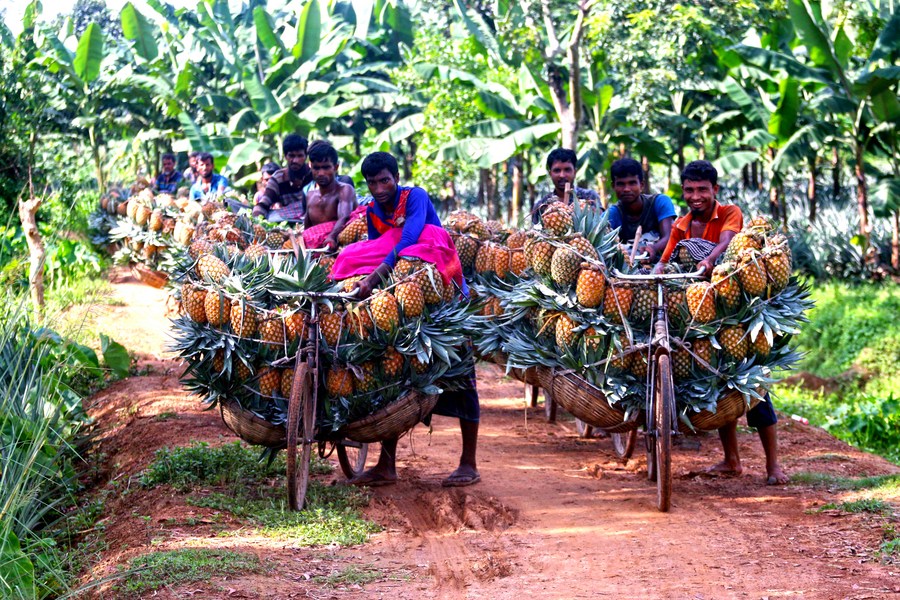 Nông dân Bangladesh phấn khởi thu hoạch trái vàng ruộm lắm mắt nhiều chất dinh dưỡng cực tốt cho sức khỏe - Ảnh 7.