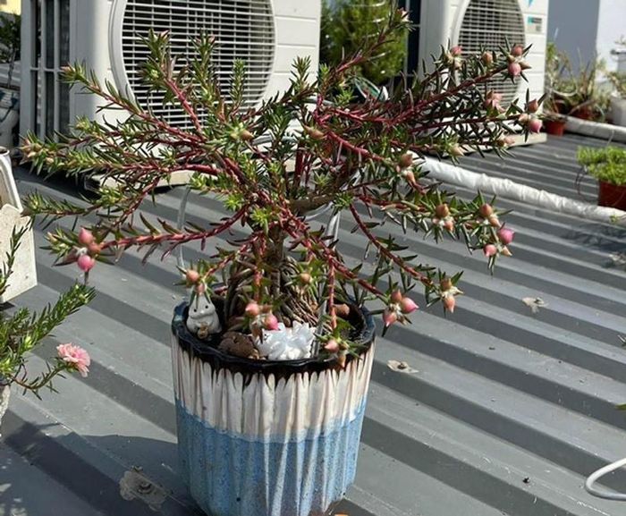 Cây hoa mười giờ bonsai có gốc to như ngón tay cái được dân Việt xuống tiền hơn nửa triệu để có bằng được - Ảnh 5.
