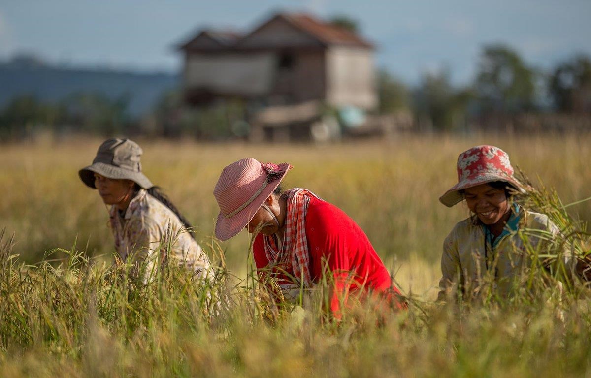 Campuchia bán bao nhiêu nông sản sang Trung Quốc, Việt Nam thêm đối thủ cạnh tranh? - Ảnh 1.