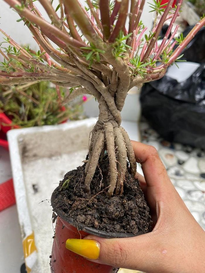 Cây hoa mười giờ bonsai có gốc to như ngón tay cái được dân Việt xuống tiền hơn nửa triệu để có bằng được - Ảnh 1.