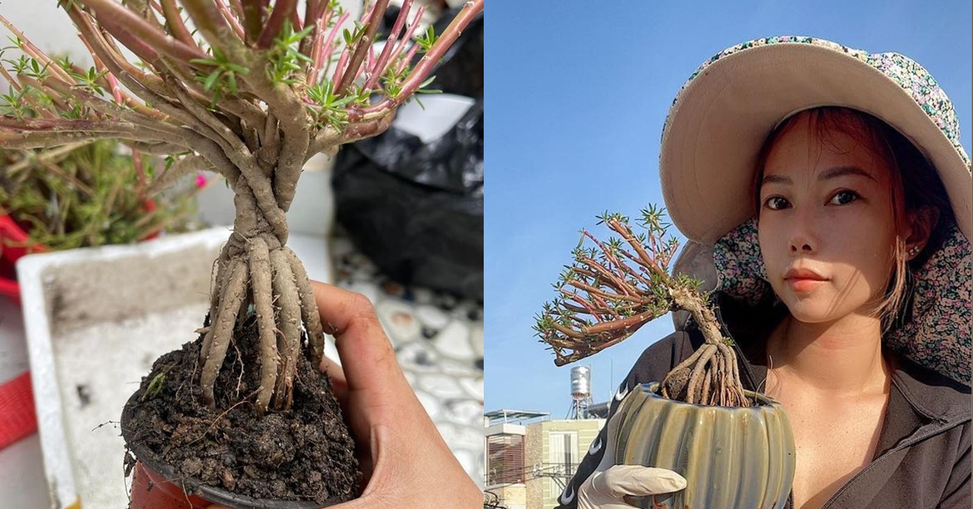 Cây cảnh hoa mười giờ bonsai có gốc to như ngón tay cái được dân Việt xuống tiền để có bằng được
