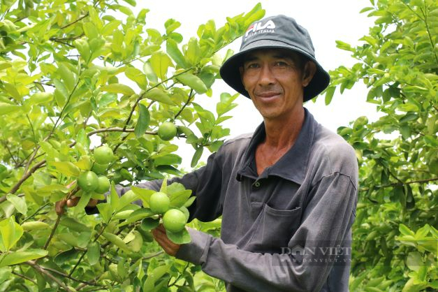Trồng khoai lang, chuối lỗ hơn 15 tỷ, một nông dân Ninh Thuận chuyển sang trồng chanh không hạt thu trăm triệu/tháng