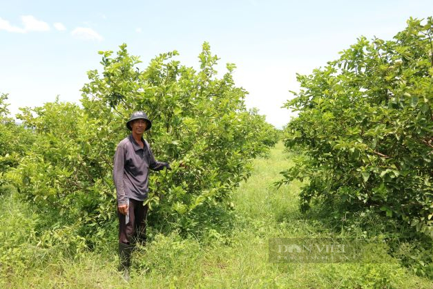 Lão nông bỏ xứ Đà Lạt mộng mơ về Ninh Thuận trồng chanh không hạt bán sang Châu Âu thu trăm triệu mỗi tháng - Ảnh 4.
