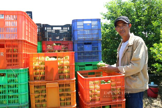 Lão nông bỏ xứ Đà Lạt mộng mơ về Ninh Thuận trồng chanh không hạt bán sang Châu Âu thu trăm triệu mỗi tháng - Ảnh 5.