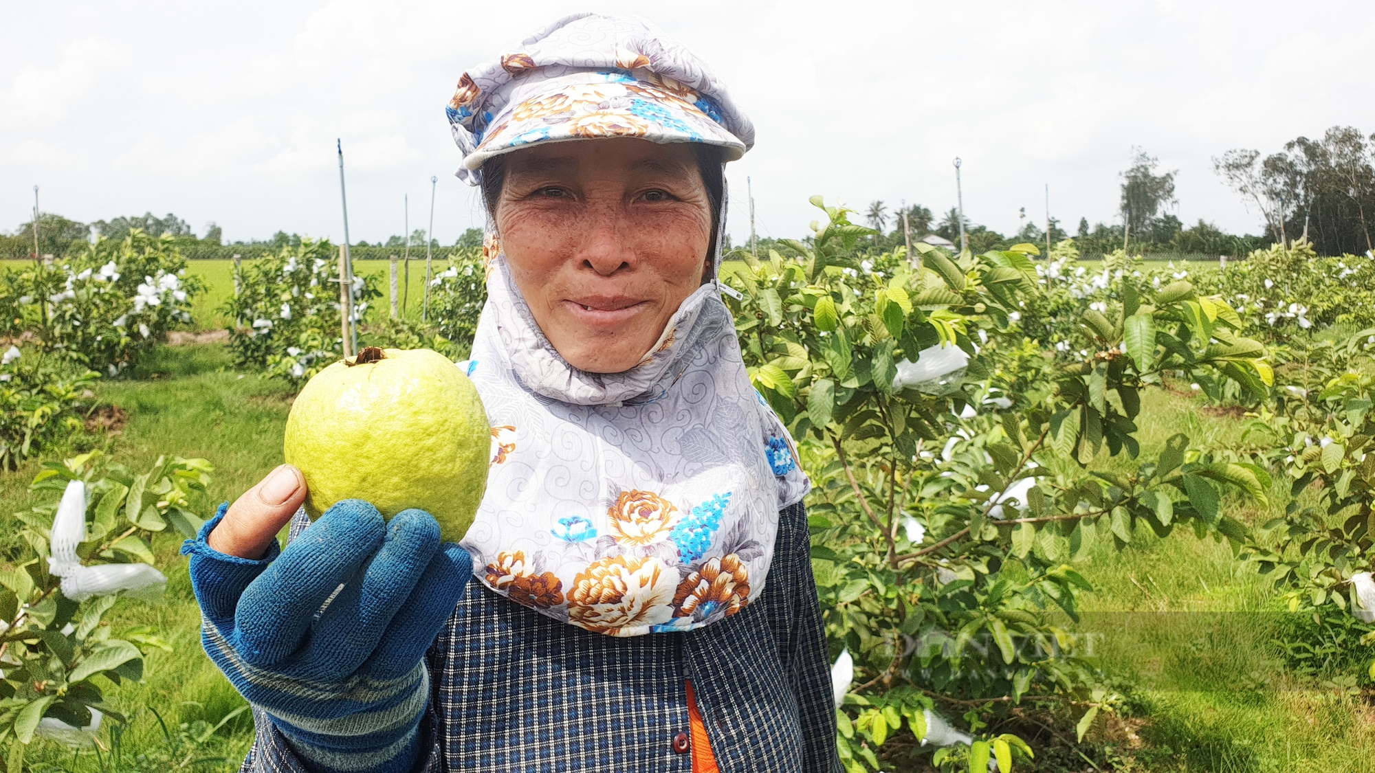 Tranh luận giữ hay giảm diện tích lúa ĐBSCL: Cần Thơ muốn giảm từ 20.000ha, An Giang muốn giảm 30.000 ha (bài 4) - Ảnh 3.