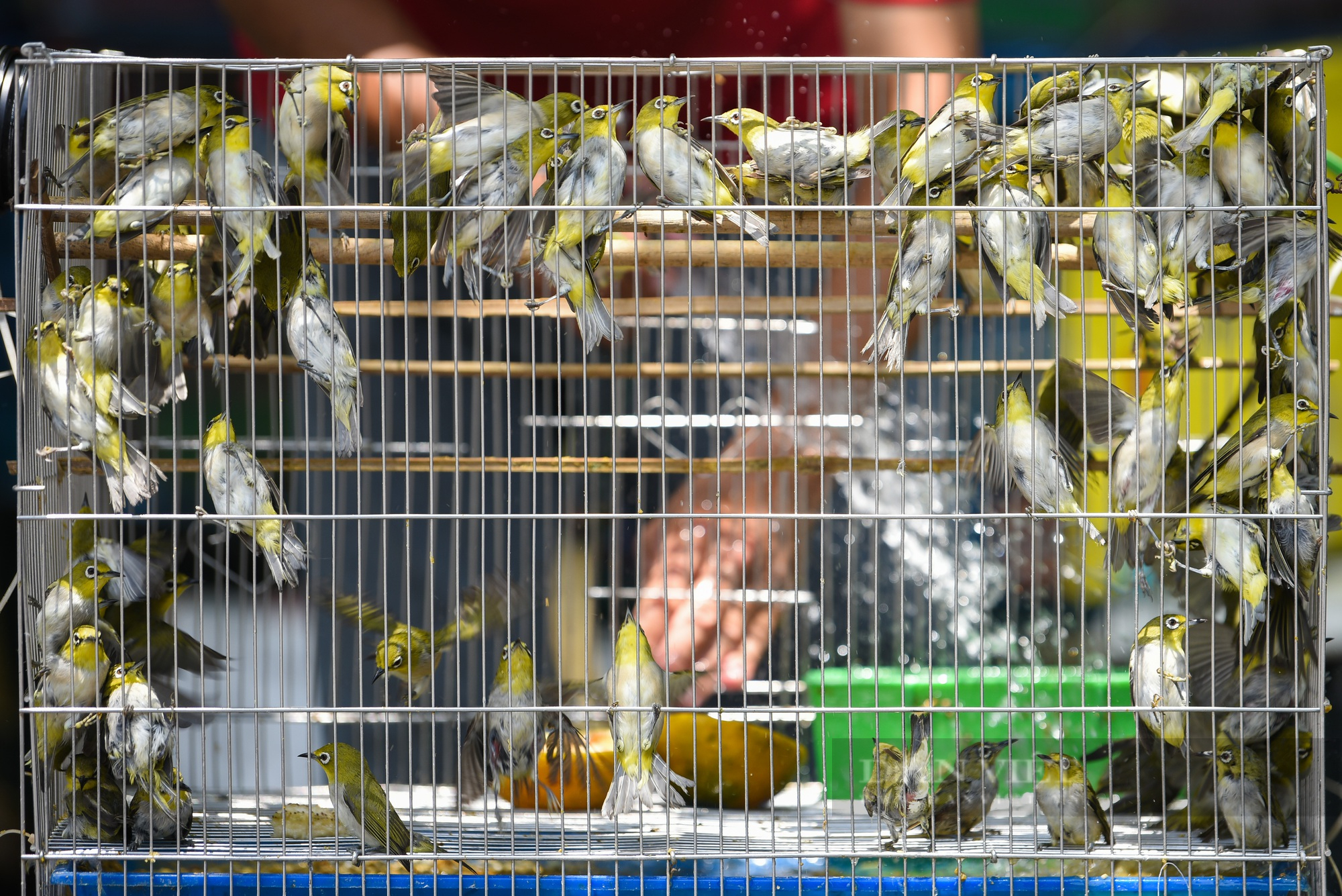 Hàng nghìn chú chim phóng sinh được bán ra trong dịp rằm tháng 7 - Ảnh 3.