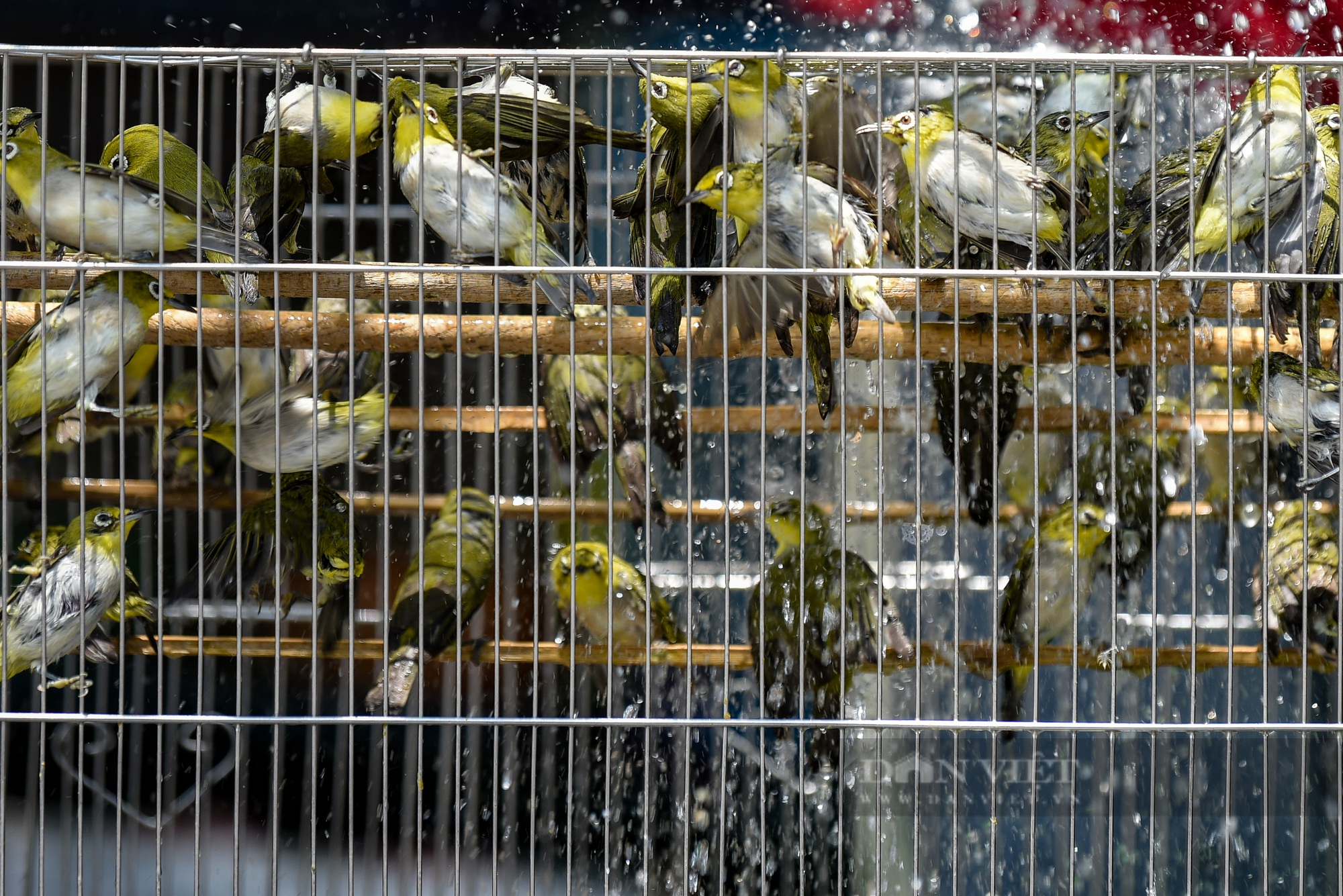 Hàng nghìn chú chim phóng sinh được bán ra trong dịp rằm tháng 7 - Ảnh 11.