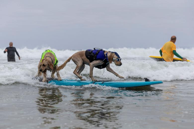 Hình ảnh thú vị về những chú chó lướt sóng trên bãi biển ở Mỹ - Ảnh 8.