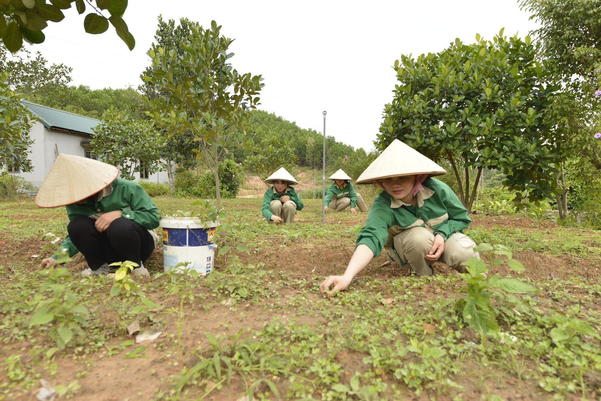 Nông dân Việt Nam xuất sắc 2022 đến từ Quảng Ninh là một người trồng, chế biến dược liệu, doanh thu tiền tỷ - Ảnh 2.