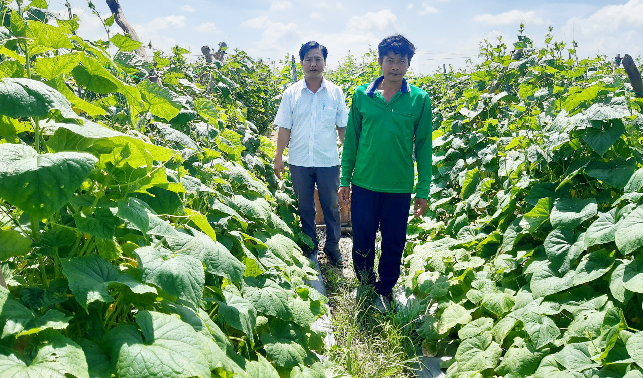 Tranh luận giữ hay giảm diện tích lúa ĐBSCL: Người dân tự giảm diện tích để &quot;giải thoát&quot; cảnh nghèo (bài 1) - Ảnh 3.