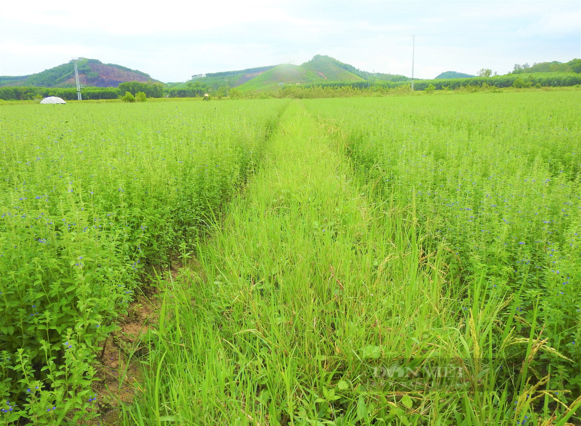 Sắc tím lãng mạn cánh đồng hoa nhân trần ở huyện Yên Thành (Nghệ An) - Ảnh 8.