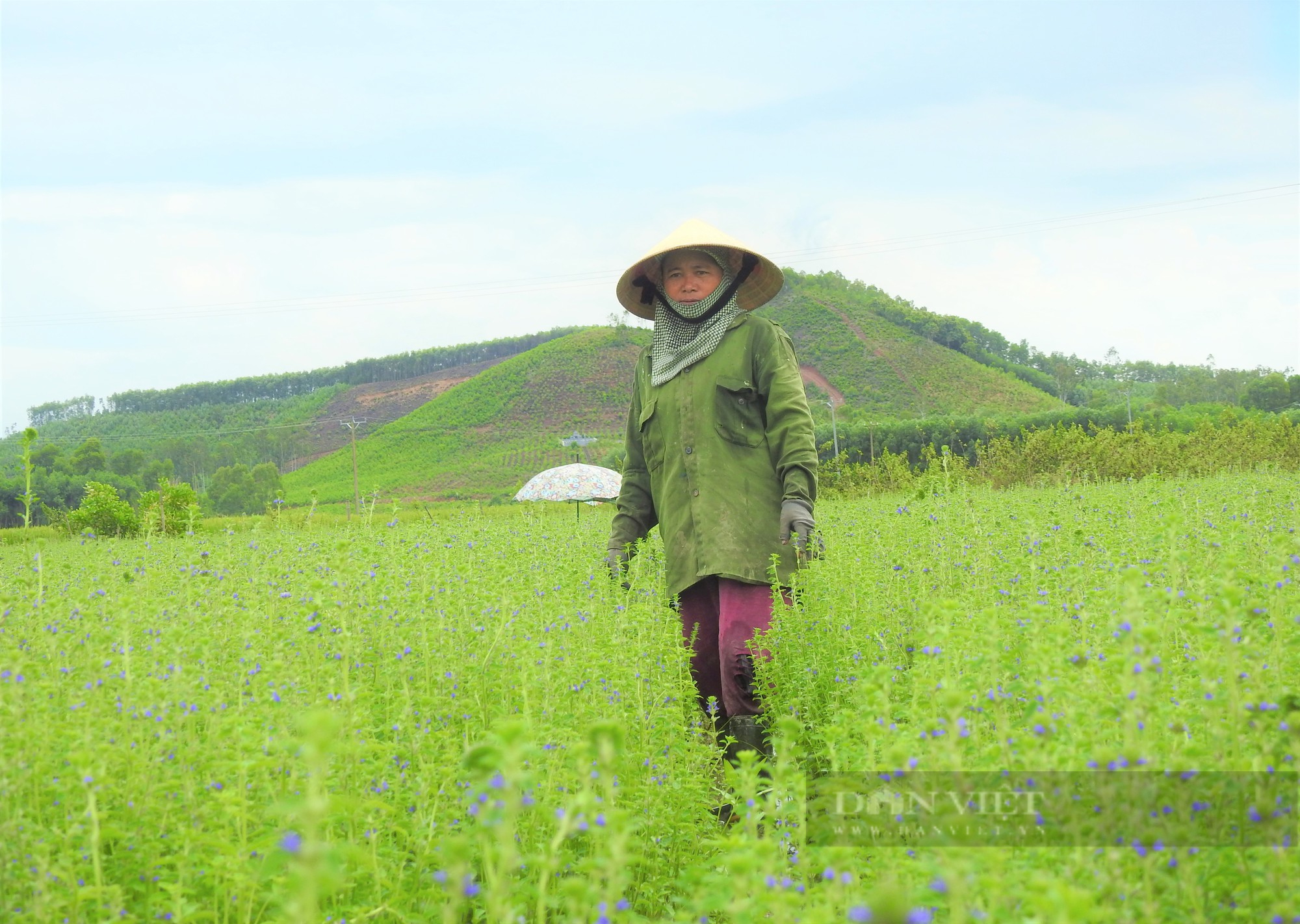 Sắc tím lãng mạn cánh đồng hoa nhân trần ở huyện Yên Thành (Nghệ An) - Ảnh 2.