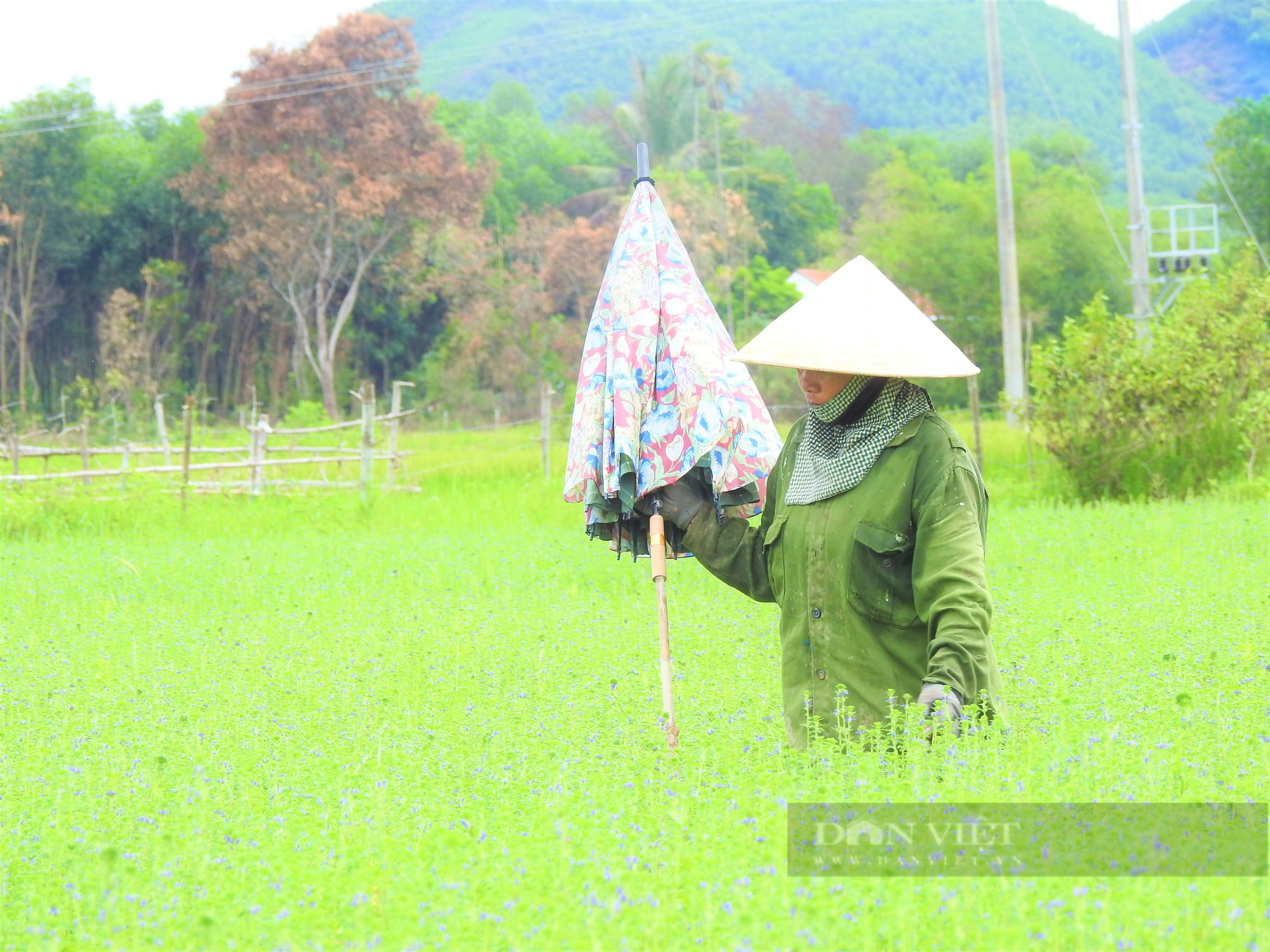 Sắc tím lãng mạn cánh đồng hoa nhân trần ở huyện Yên Thành (Nghệ An) - Ảnh 4.