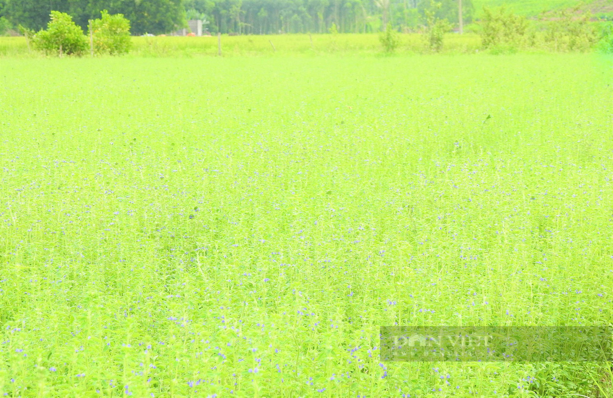 Sắc tím lãng mạn cánh đồng hoa nhân trần ở huyện Yên Thành (Nghệ An) - Ảnh 3.