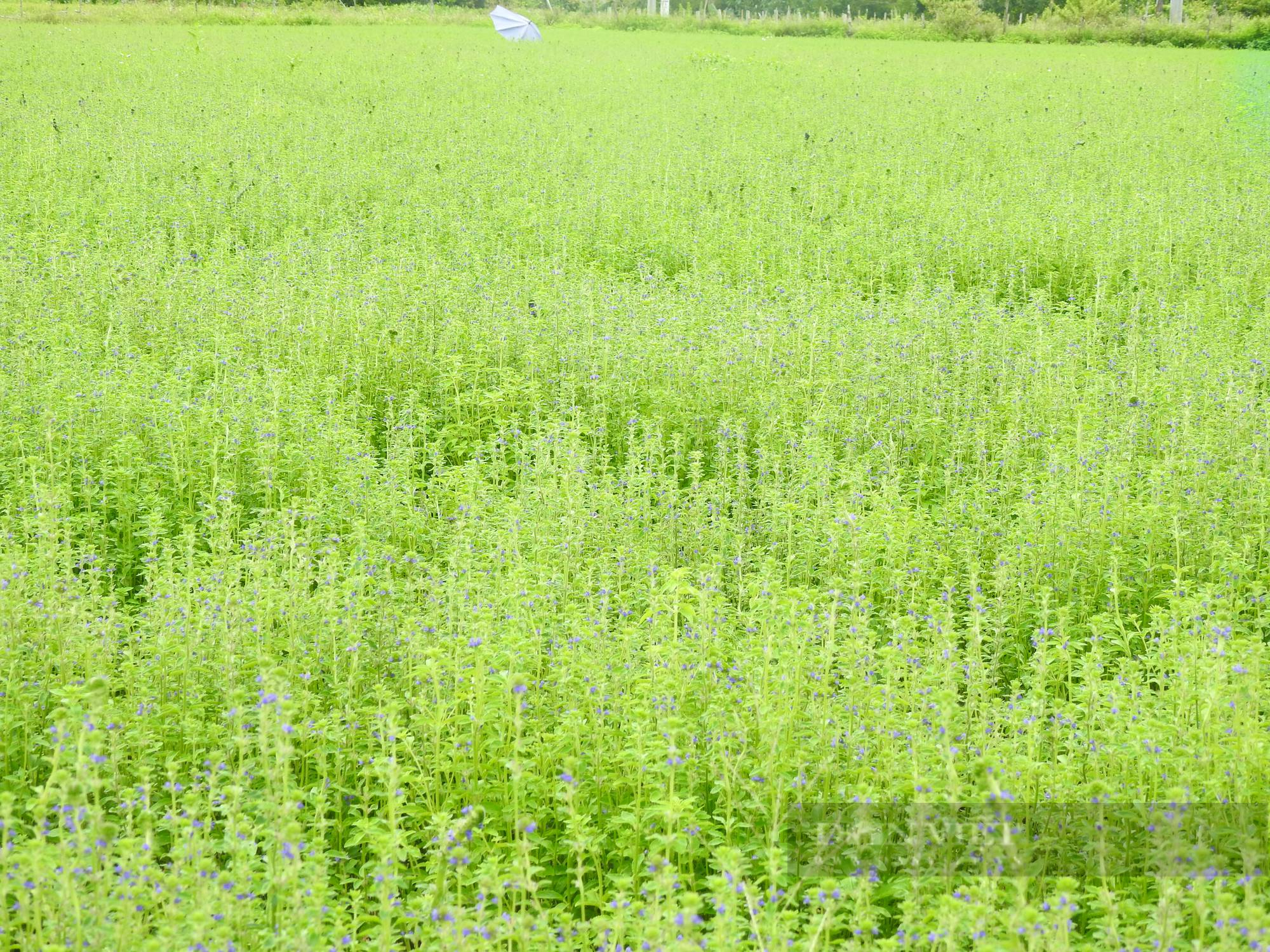 Sắc tím lãng mạn cánh đồng hoa nhân trần ở huyện Yên Thành (Nghệ An) - Ảnh 10.