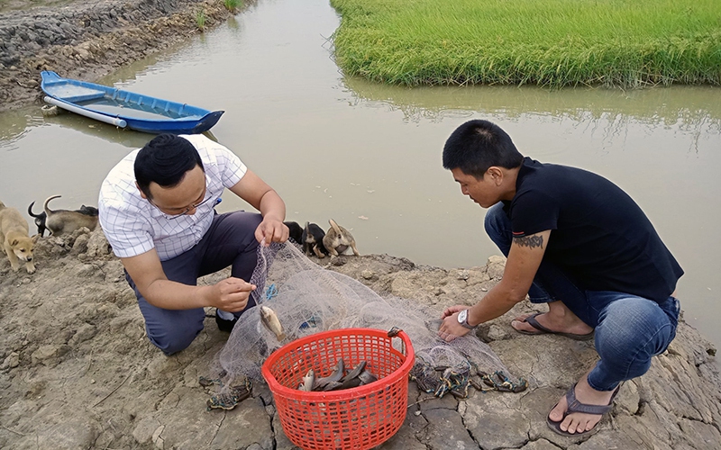 Nông dân Quảng Bình nuôi cá rô đồng trong ruộng lúa hữu cơ, cá tươi roi rói, gạo nấu ra cơm thơm