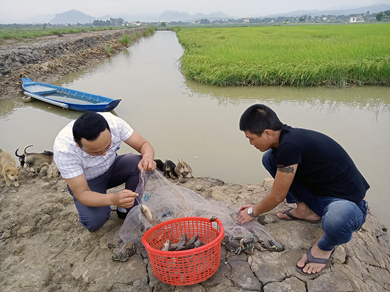 Nông dân Quảng Bình nuôi cá rô đồng trong ruộng lúa đặc sản hữu cơ, cá tươi roi rói, gạo nấu ra cơm thơm - Ảnh 2.
