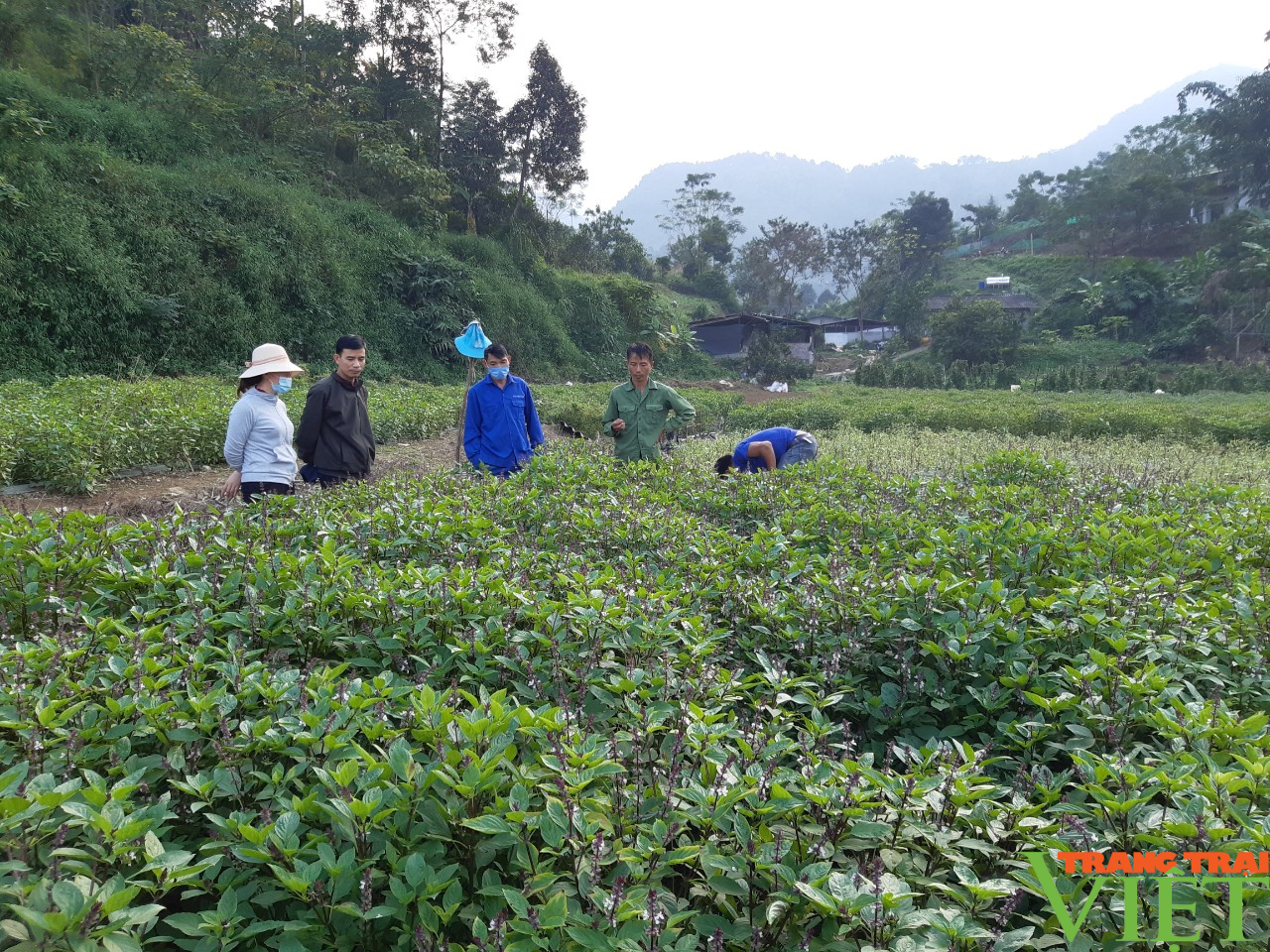Lào Cai hỗ trợ người dân phát triển nông nghiệp - Ảnh 3.