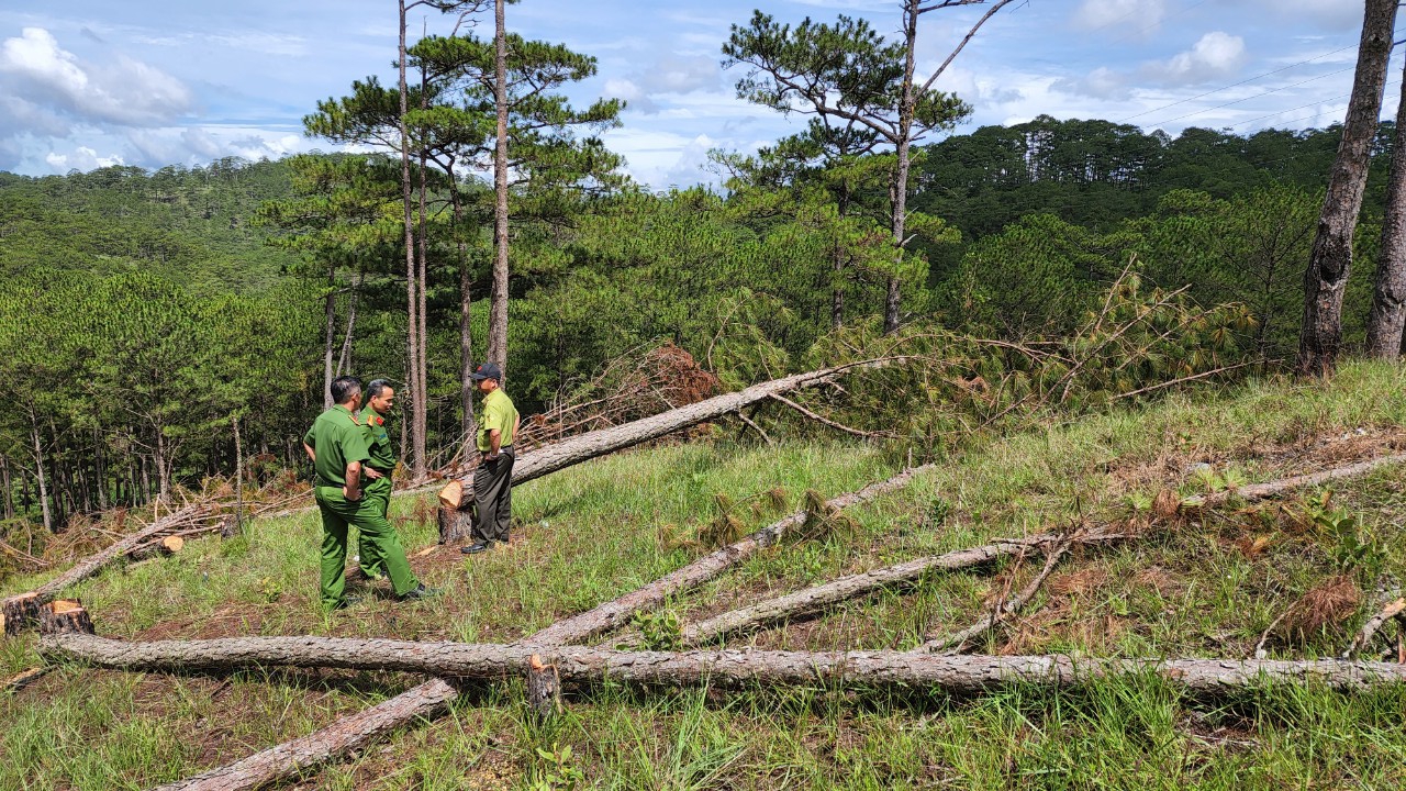 Rà soát 100 đối tượng, truy ra nhóm phá rừng thông lớn nhất Đà Lạt - Ảnh 4.