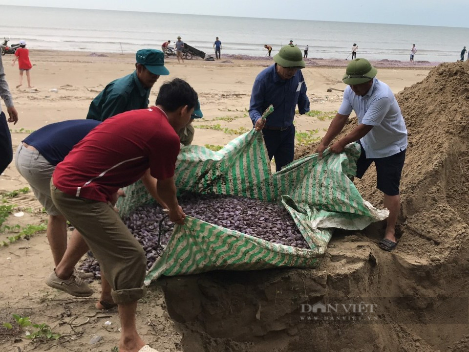 Nguyên nhân khiến hàng ngao chết hàng loạt trôi dạt vào bờ biển Thanh Hóa - Ảnh 3.