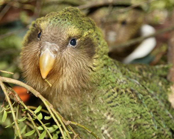 New Zealand nỗ lực cứu loài vẹt không biết bay - Ảnh 3.