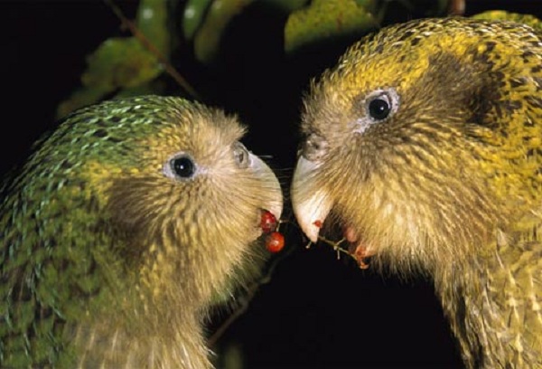 New Zealand nỗ lực cứu loài vẹt không biết bay - Ảnh 2.