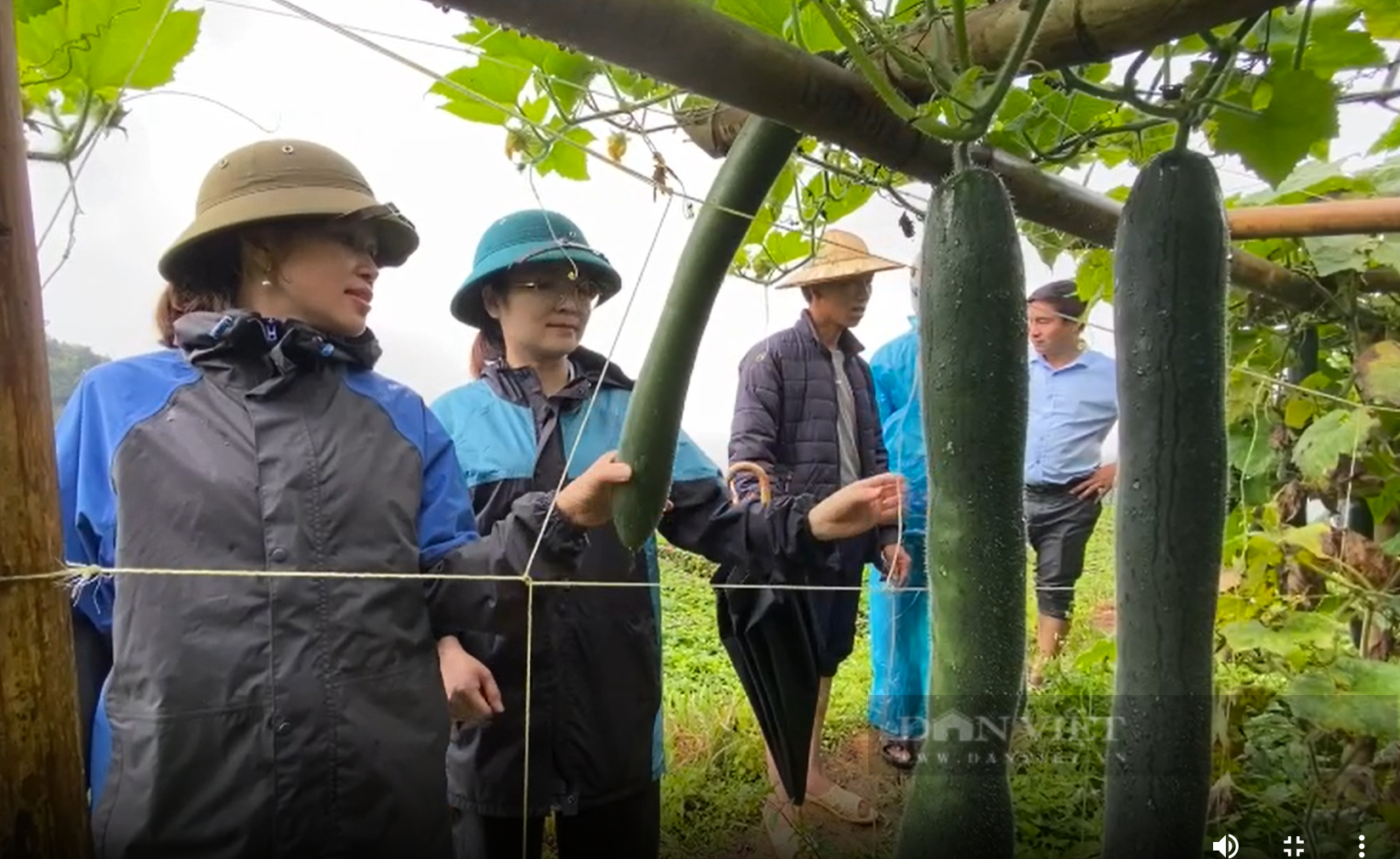 Trồng cây ra quả xanh bóng, sai trĩu trịt, nông dân Lai Châu lãi trăm triệu/năm - Ảnh 3.