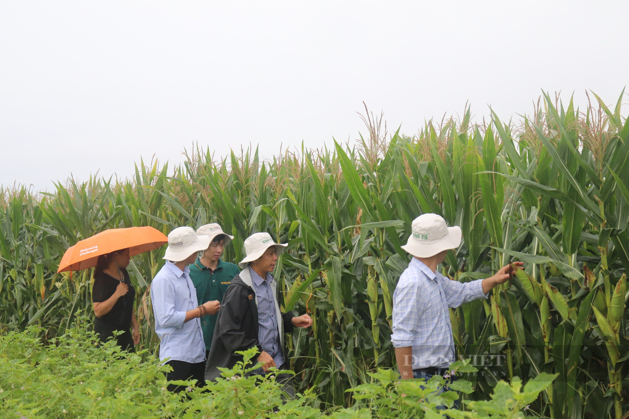 Trồng ngô sinh khối, nông dân Thanh Hóa vừa nhàn vừa rủng rỉnh tiền tiêu - Ảnh 5.