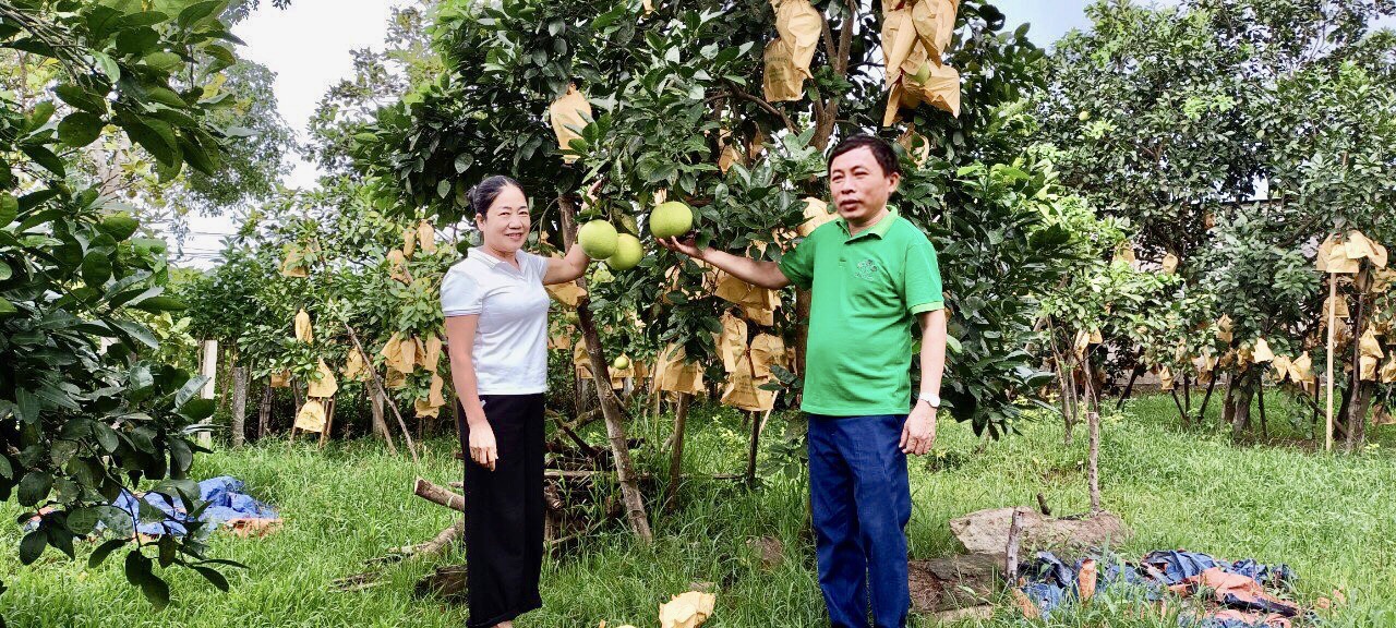 Hà Tĩnh: Những vườn bưởi Phúc Trạch đặc sản sai trĩu quả nhờ bón phân Lâm Thao hợp lý  - Ảnh 3.