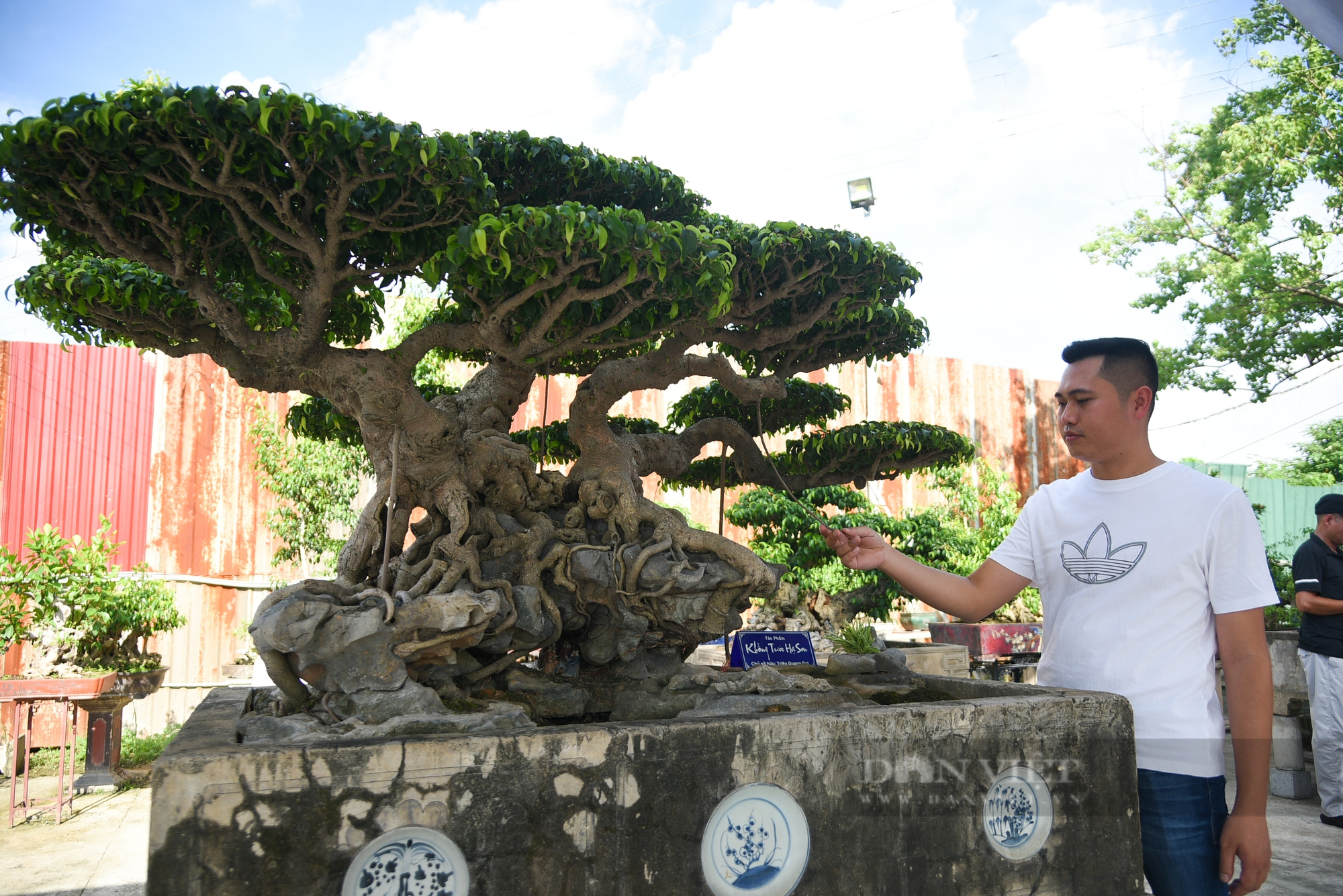 Chiêm ngưỡng cây cảnh “Khổng tước hạ sơn” trăm năm tuổi ở Hà Nội giá 3 triệu USD không bán - Ảnh 4.