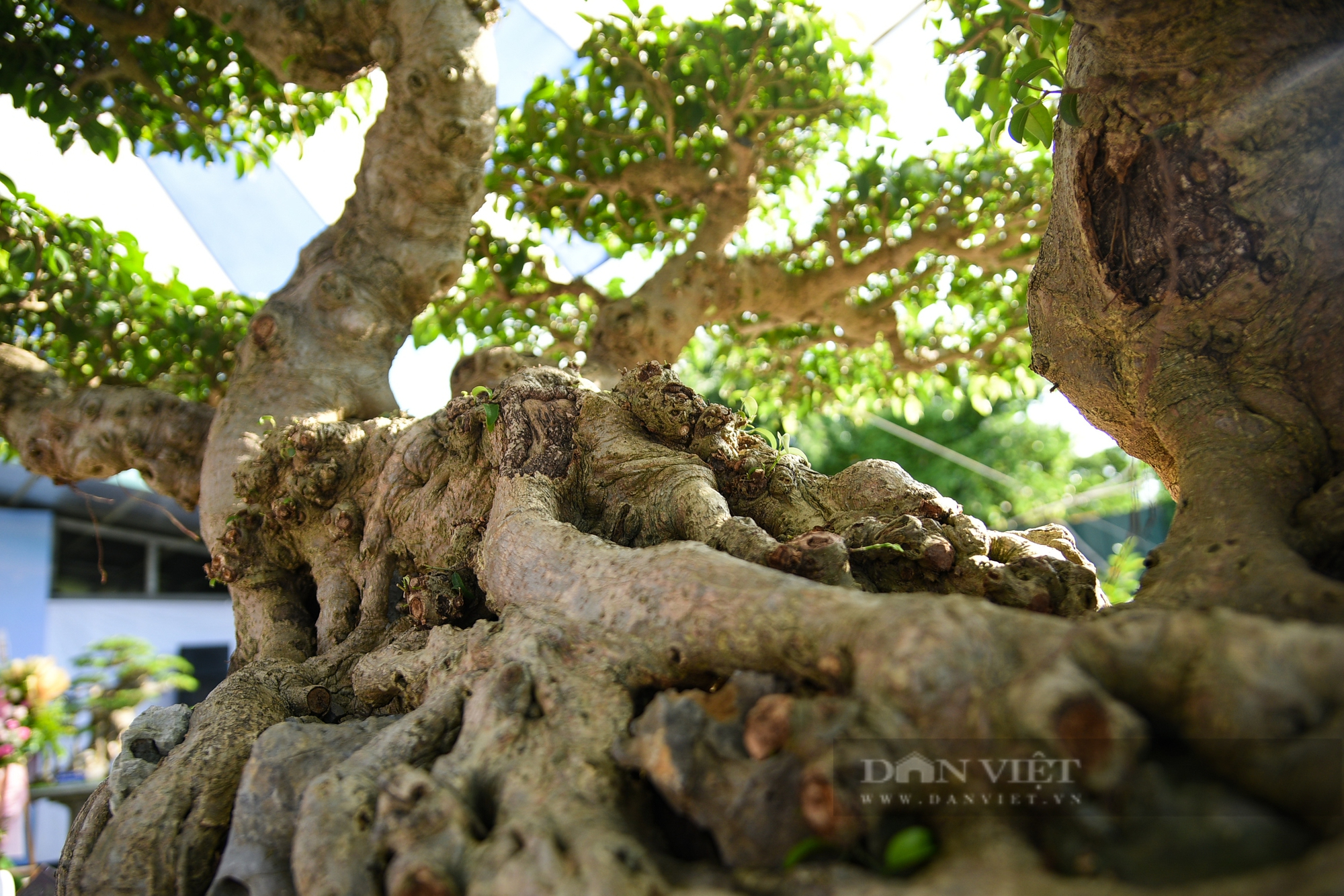 Chiêm ngưỡng cây cảnh “Khổng tước hạ sơn” trăm năm tuổi ở Hà Nội giá 3 triệu USD không bán - Ảnh 11.