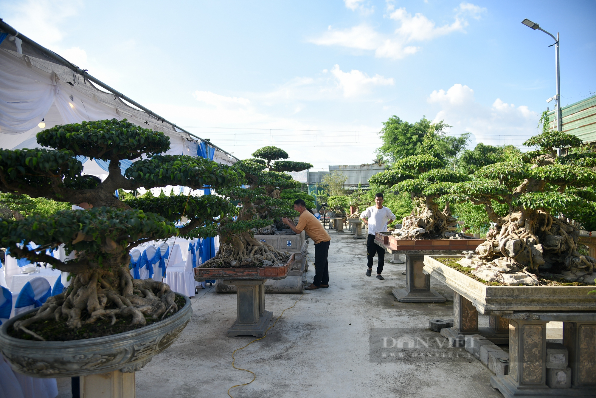 Chiêm ngưỡng cây cảnh “Khổng tước hạ sơn” trăm năm tuổi ở Hà Nội giá 3 triệu USD không bán - Ảnh 2.