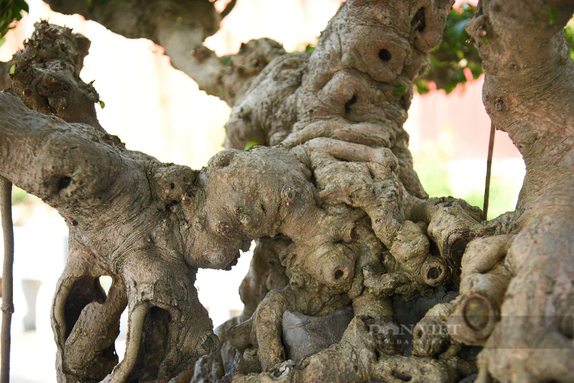 Chiêm ngưỡng cây cảnh “Khổng tước hạ sơn” trăm năm tuổi ở Hà Nội giá 3 triệu USD không bán - Ảnh 5.