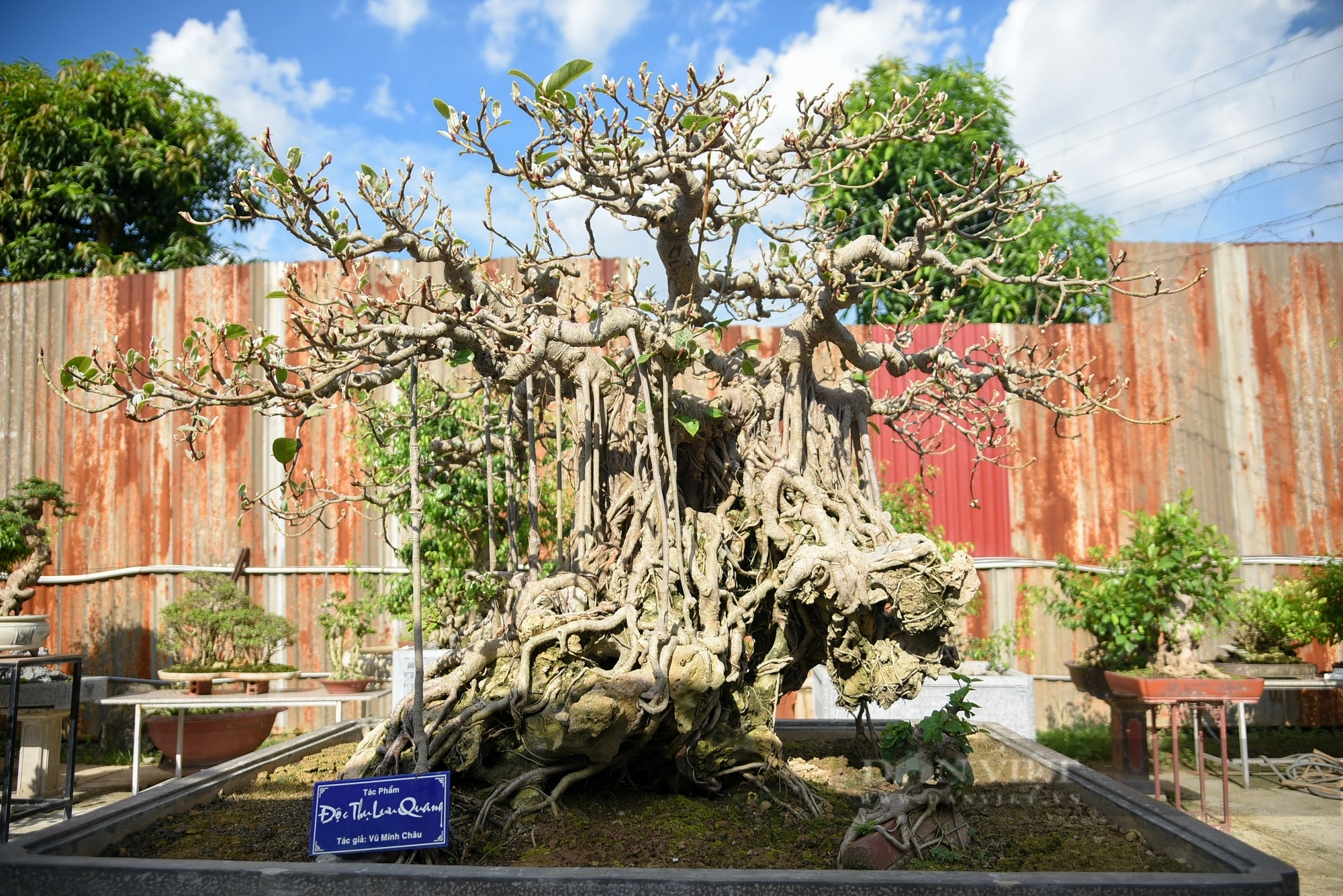 Chiêm ngưỡng cây cảnh “Khổng tước hạ sơn” trăm năm tuổi ở Hà Nội giá 3 triệu USD không bán - Ảnh 8.