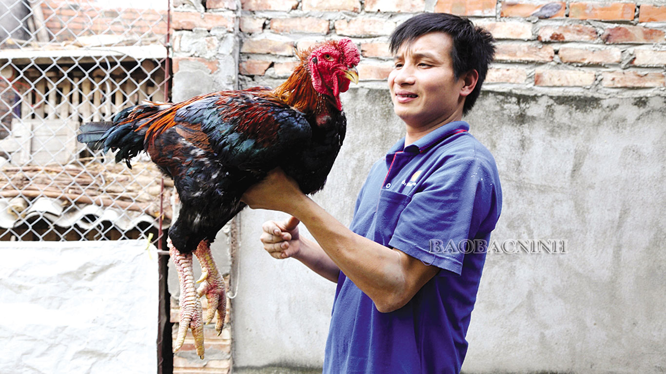 Loài gà quý hiếm vẽ trên tranh Đông Hồ ở Bắc Ninh, nếu phục tráng, bảo tồn thì ngày càng đẻ ít trứng? - Ảnh 2.