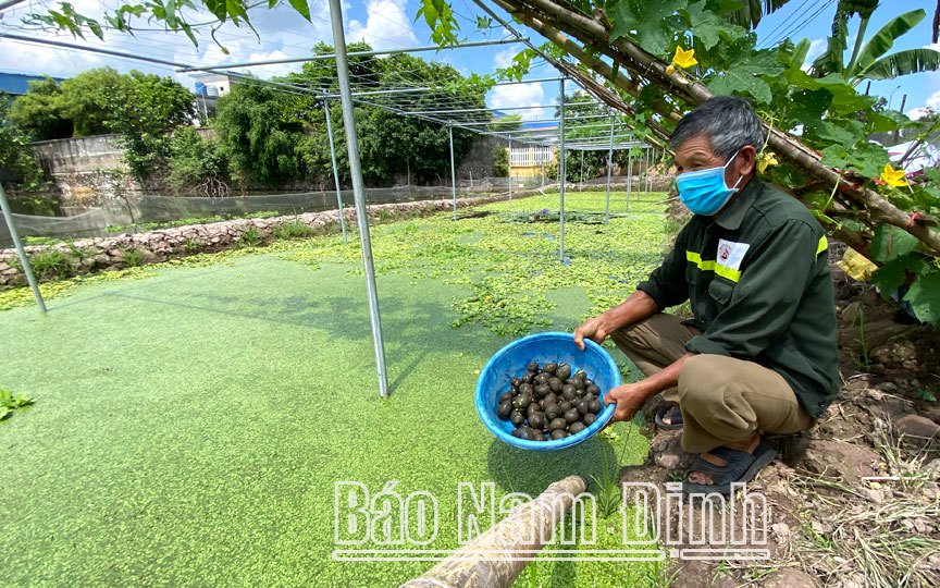 Nuôi ốc nhồi đặc sản thành công trong ao bèo, anh nông dân Nam Định thu nửa tỷ/năm