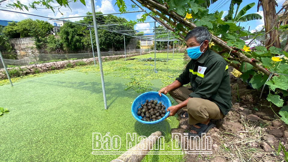 Nuôi ốc nhồi đặc sản thành công trong ao bèo, anh nông dân Nam Định thu nửa tỷ/năm - Ảnh 2.