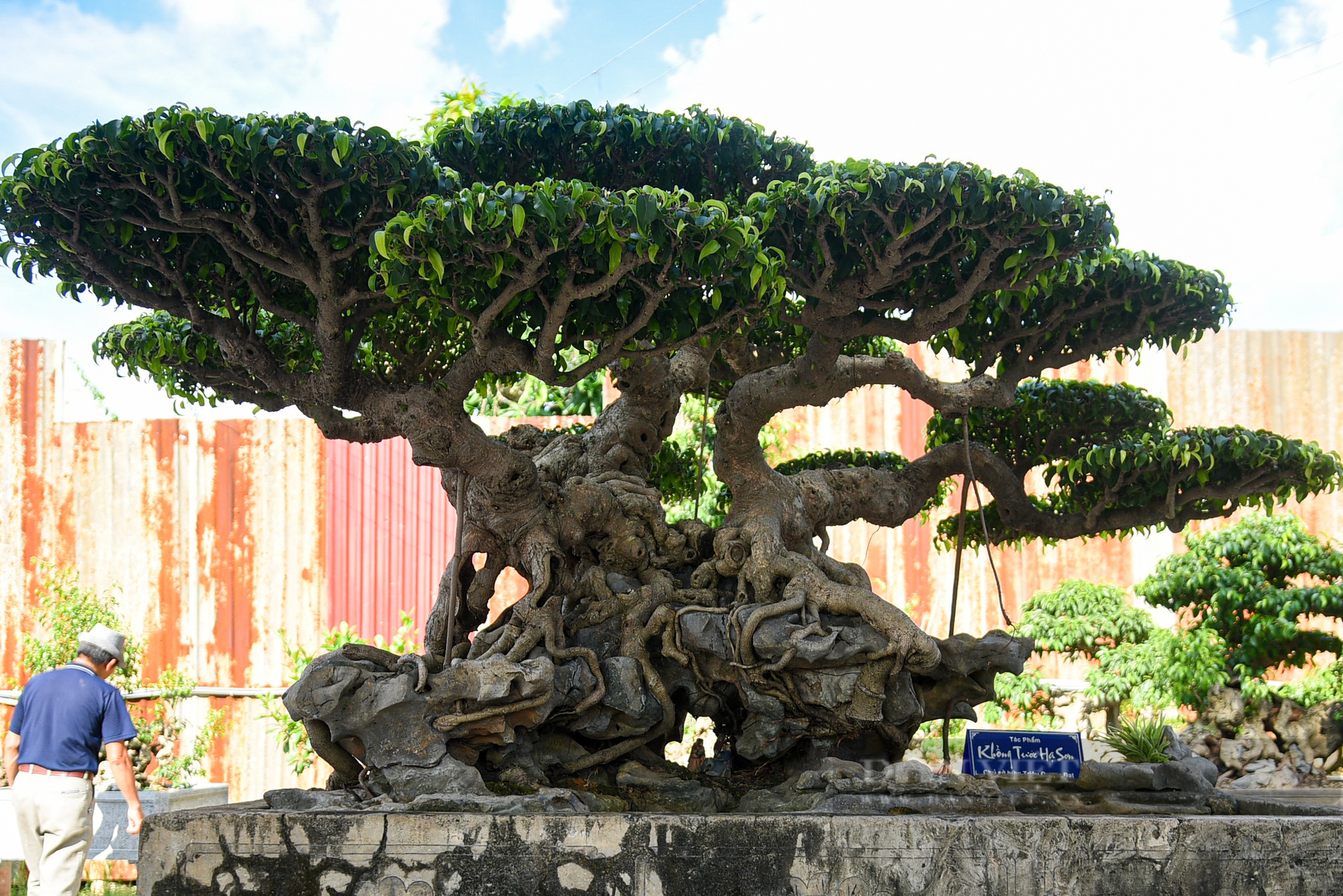 Chiêm ngưỡng cây cảnh “Khổng tước hạ sơn” trăm năm tuổi ở Hà Nội giá 3 triệu USD không bán - Ảnh 7.